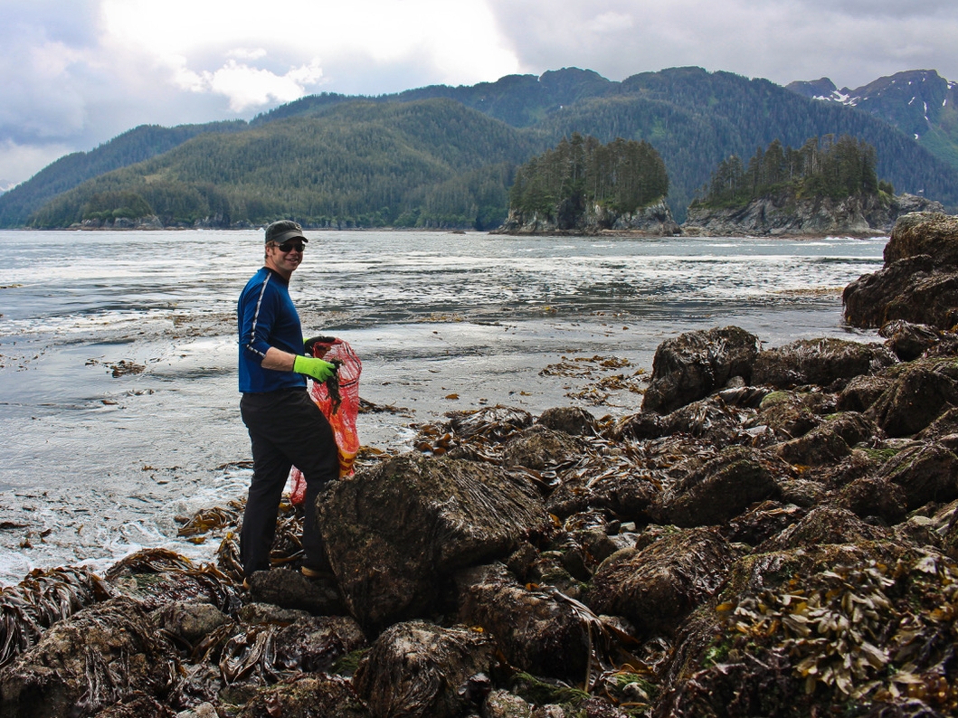 Interface of Change project co-leader Davin Holen harvests seaweed in Hoonah.