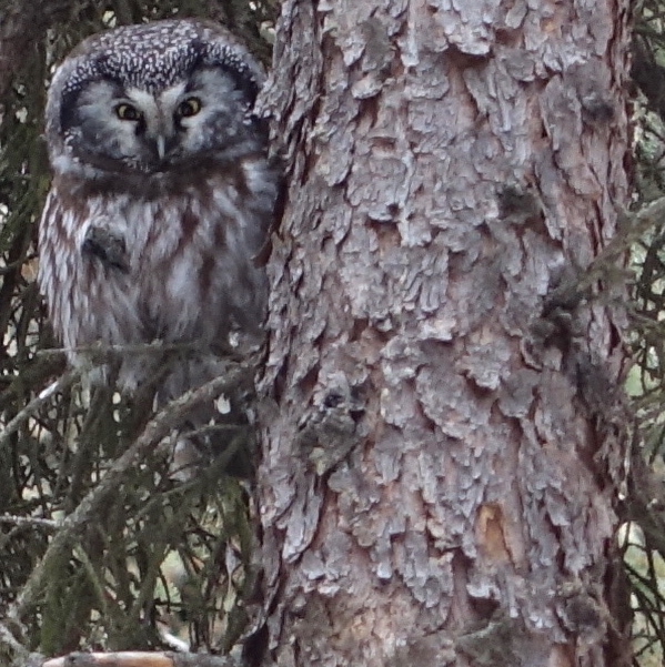 A small gray and brown owl sits on a branch next to the shaggy-barked trunk of a spruce tree.  