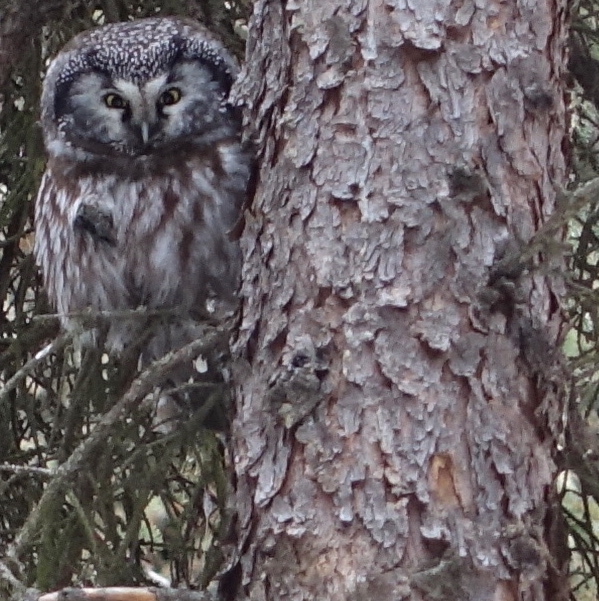 A small gray and brown owl sits on a branch next to the shaggy-barked trunk of a spruce tree.