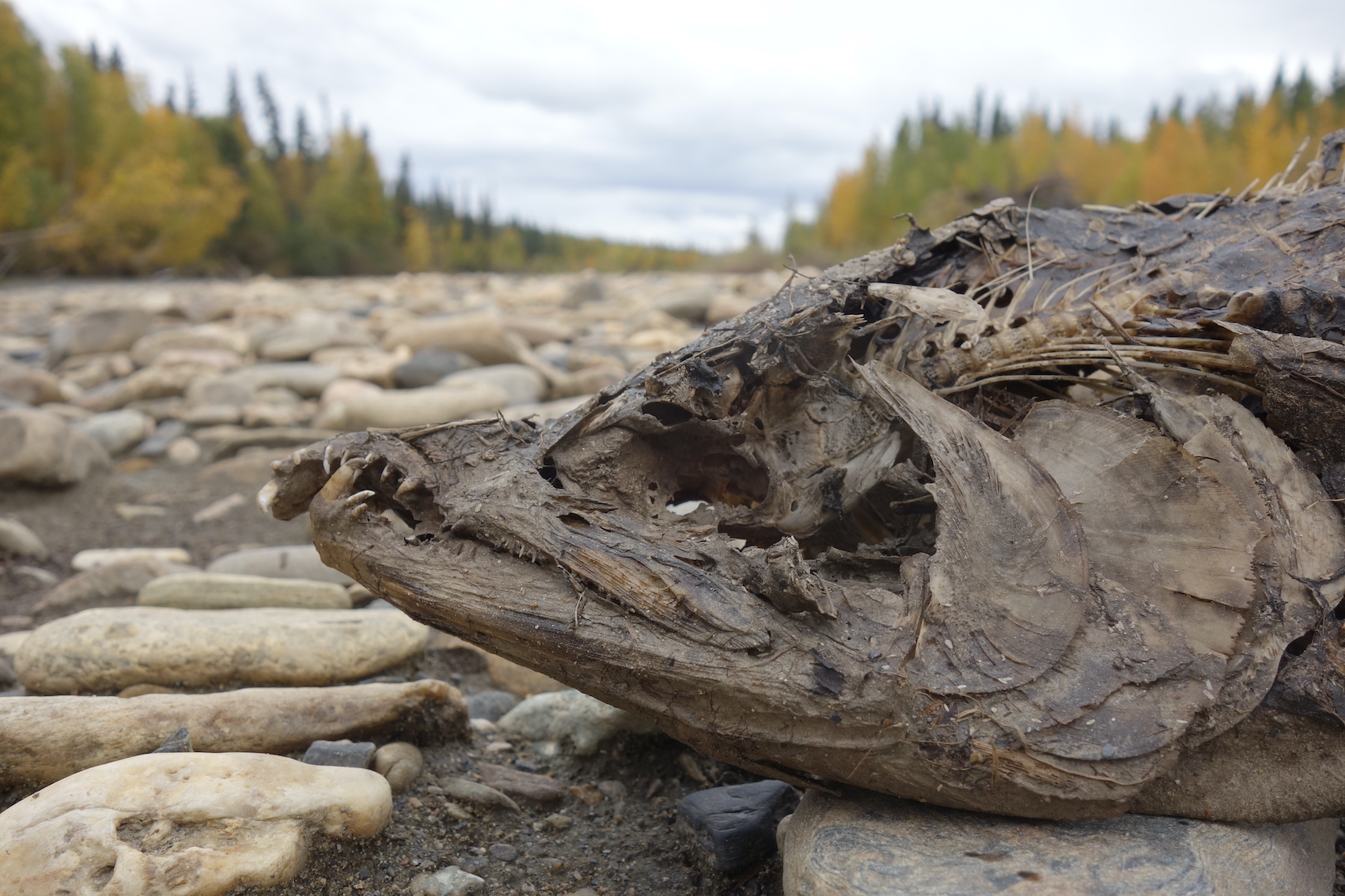 A dead, decaying salmon lies on a river's gravel bar.