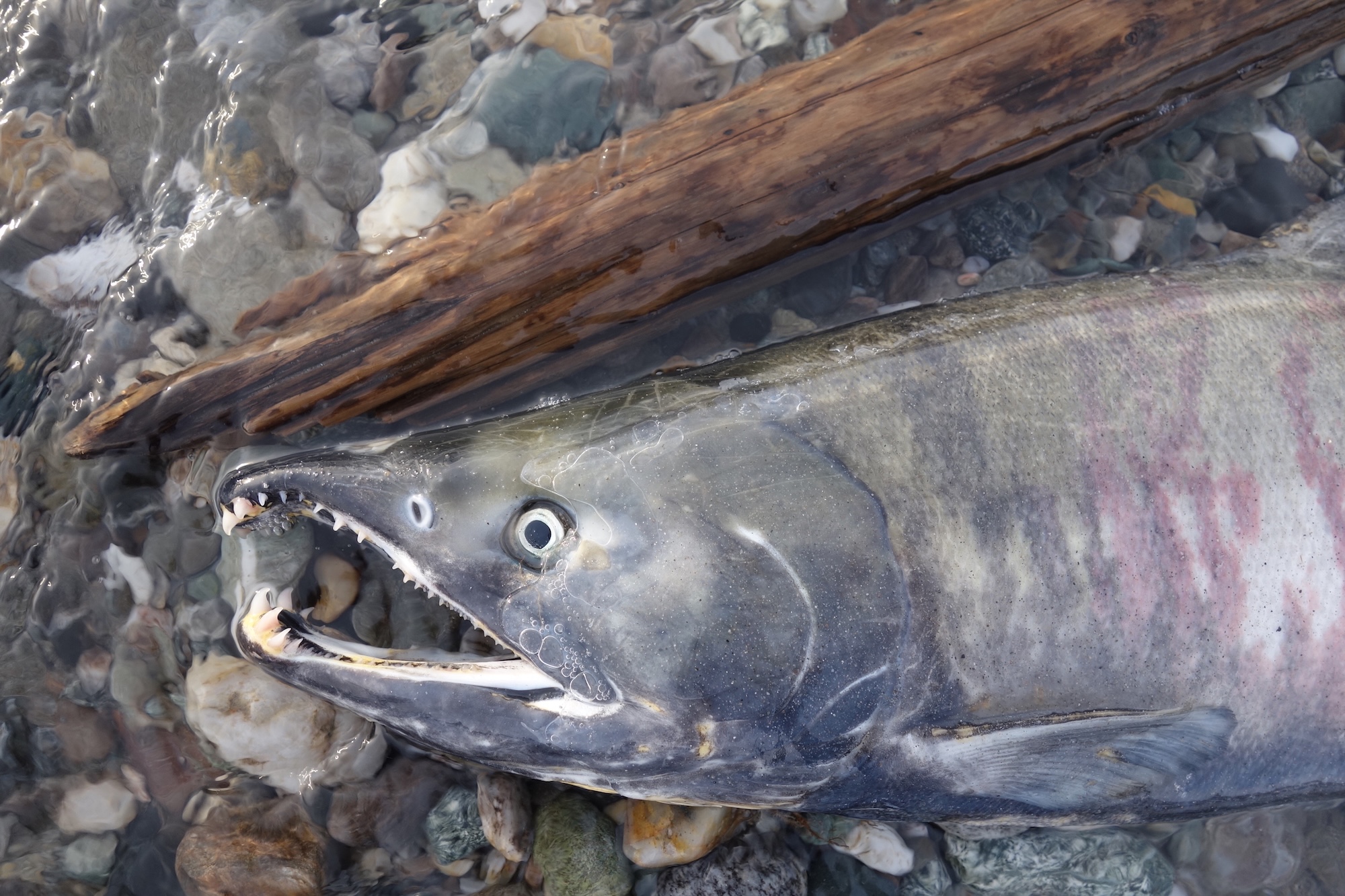 A salmon, mottled with red and green stripes, lies on its side in shallow water on gravel.