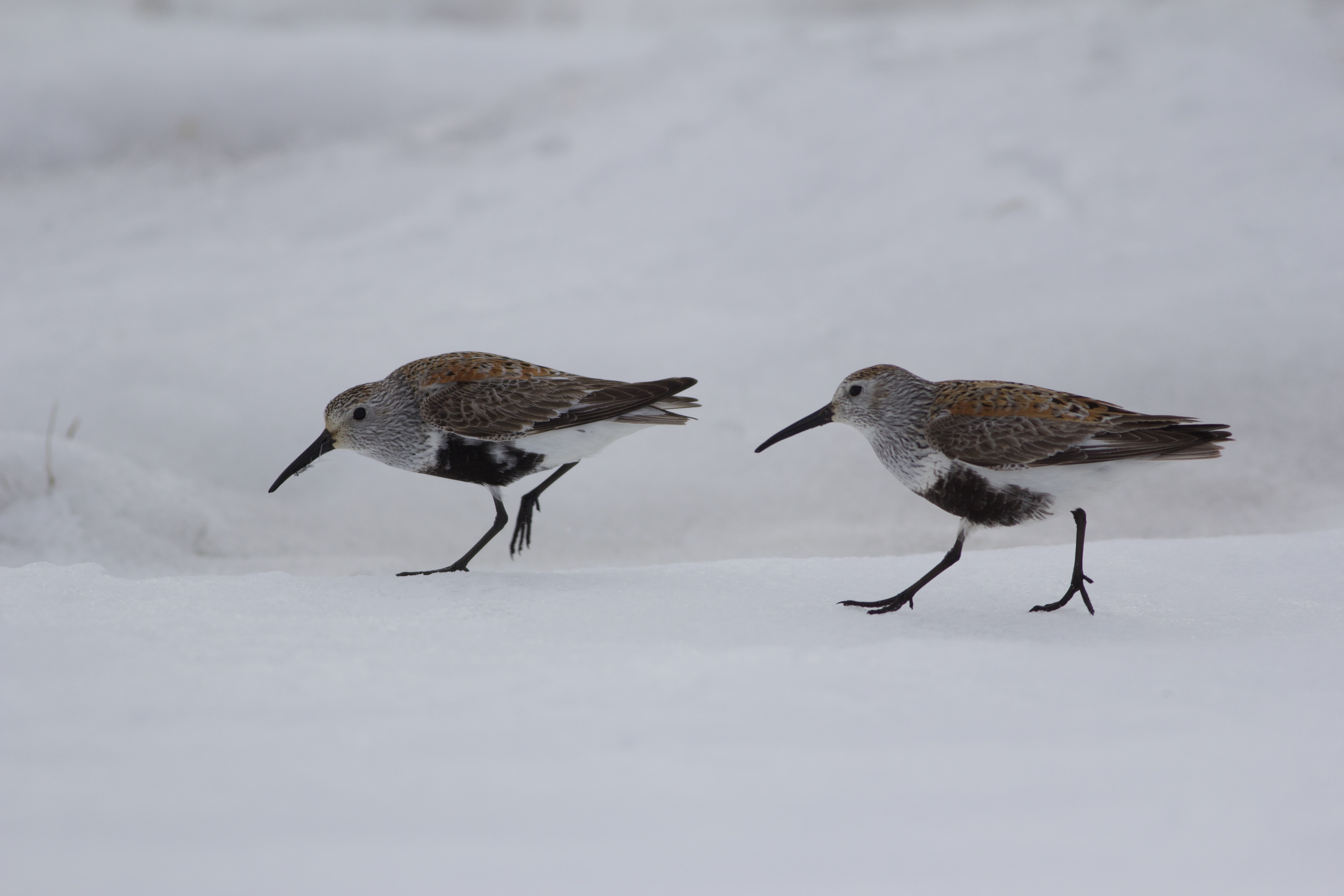 Two arcticola dunlin walk across a patch of lingering snow near a road in Utqiaġvik, Alaska, in June 2021. The small shorebirds have mottled brown backs, pale faces and black bellies, and are shown in profile against a soft, snowy background.