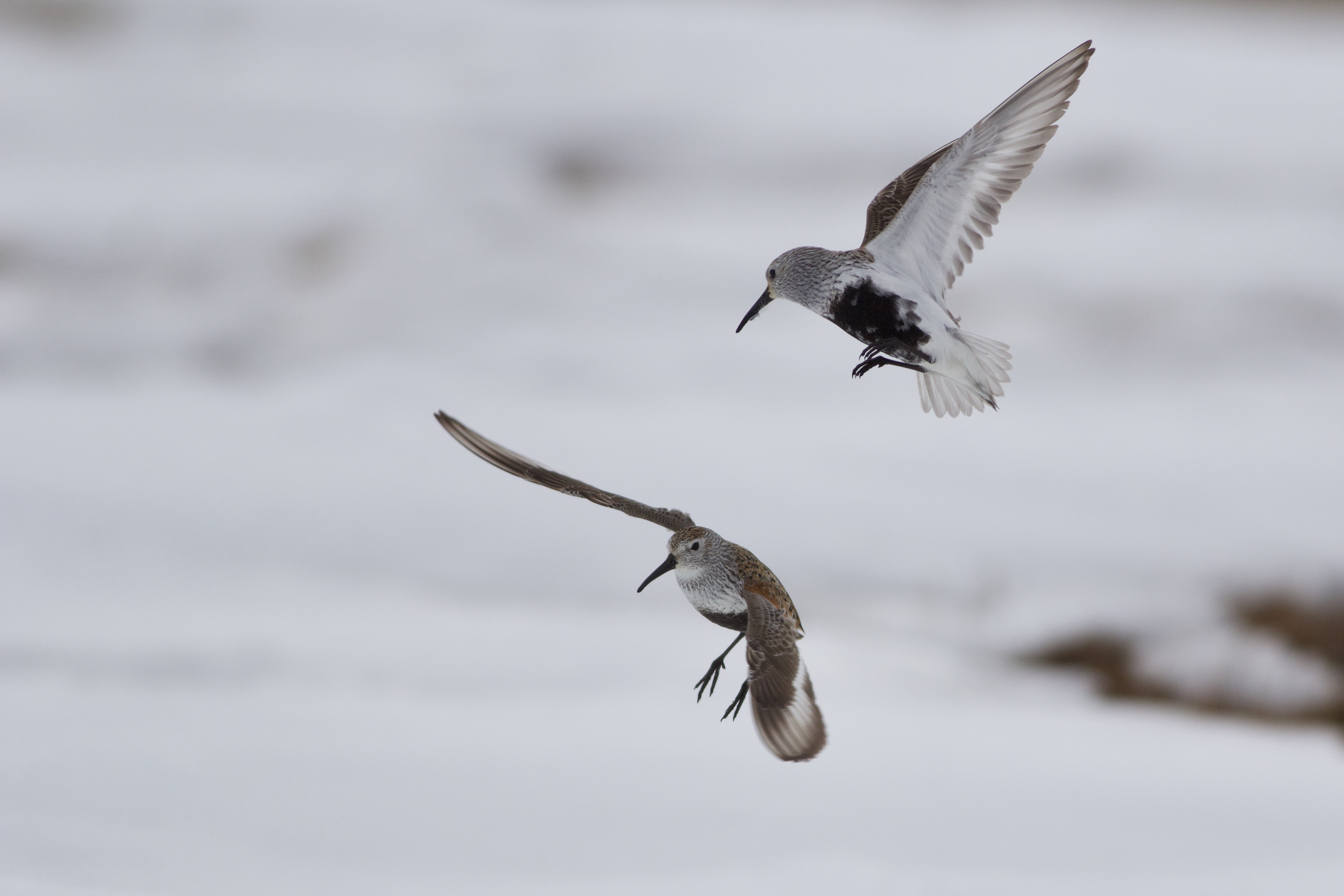 Two male dunlin hover above snowy ground while displaying and sparring over territory boundaries in Utqiaġvik, Alaska, in June 2021. One bird faces downward with wings raised and black breeding plumage visible on its belly, while the other flares its wings below against a soft white tundra background.