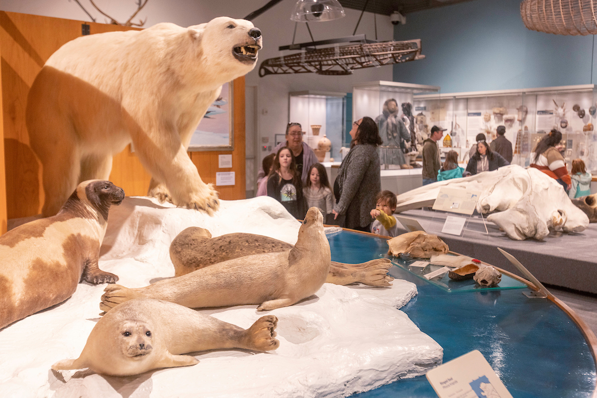Families viewing museum exhibits including a taxidermy polar bear and seals and a whale skull.