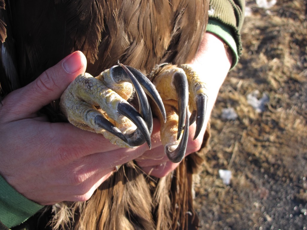 A biologist's hands hold a golden eagle's feet, displaying the eagle's several-inch talons.