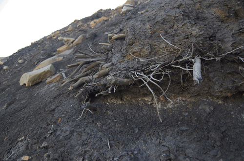 Sticks protrude from a muddy, rocky slope.