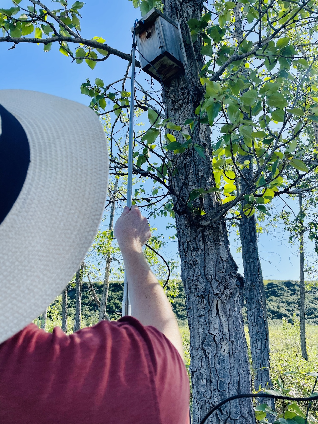 A man holds a long pole with a flexible camera up to a bird nest box on a poplar tree.