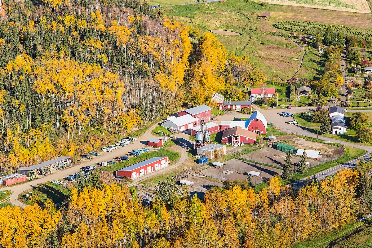 Farm buildings, many painted red, sit on a hillside surrounded by fenced pens, fields and forests of aspen, birch and balsam poplar turned golden by the fall season.