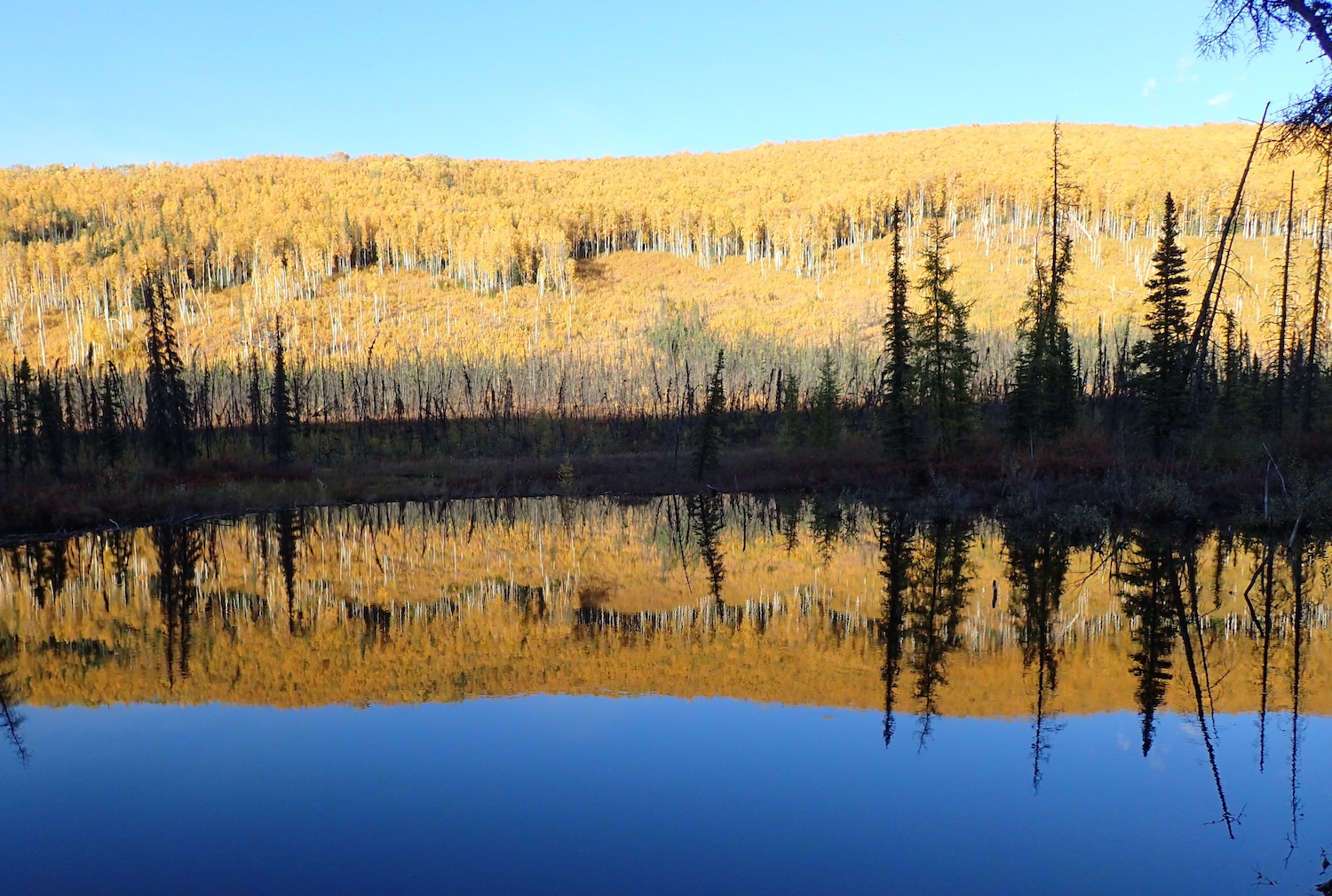 Bright yellow leaves in sunshine cover a distant hillside and are reflected in a shadowed pond in the foreground.