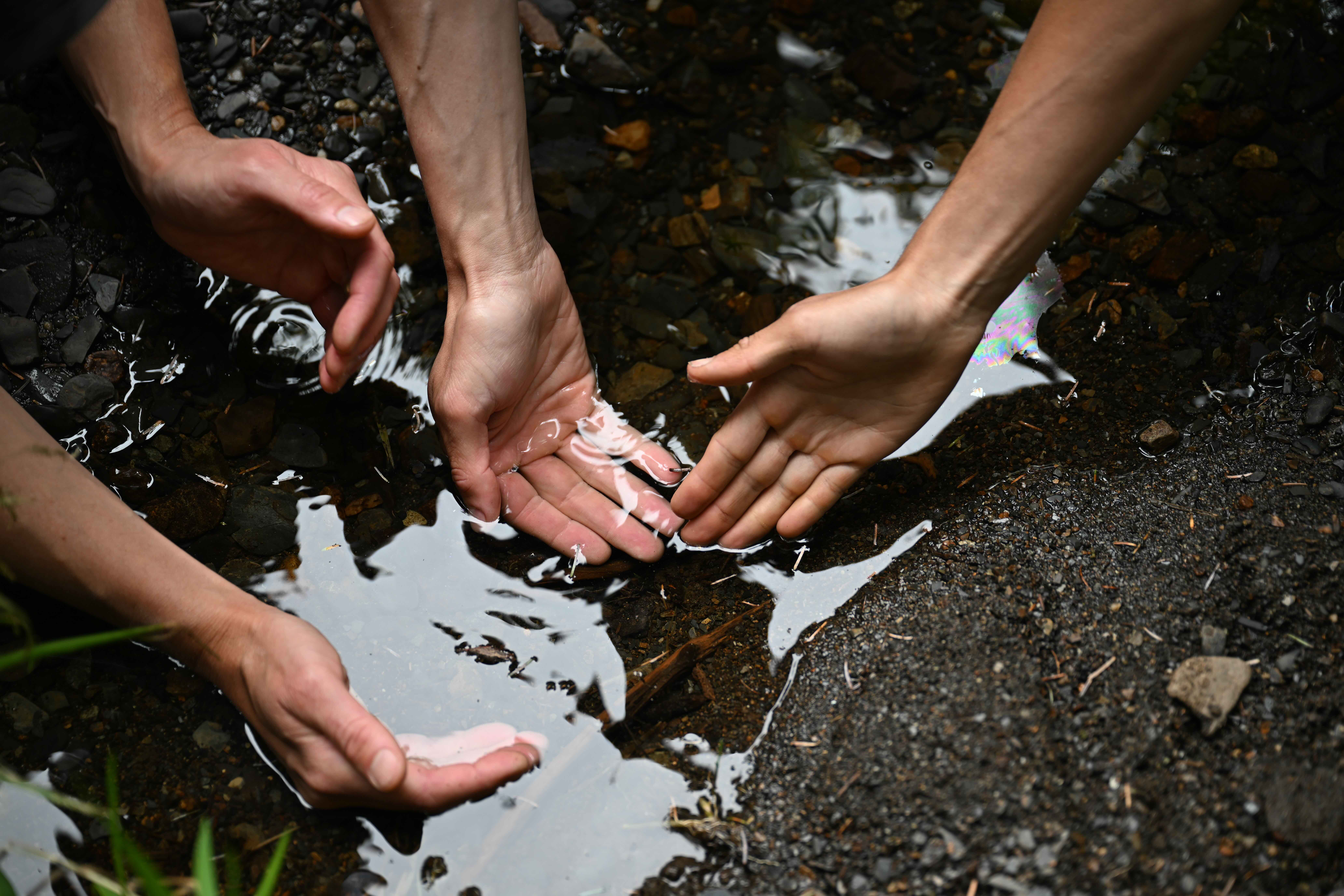 Four gentle hands reach into a small puddle.