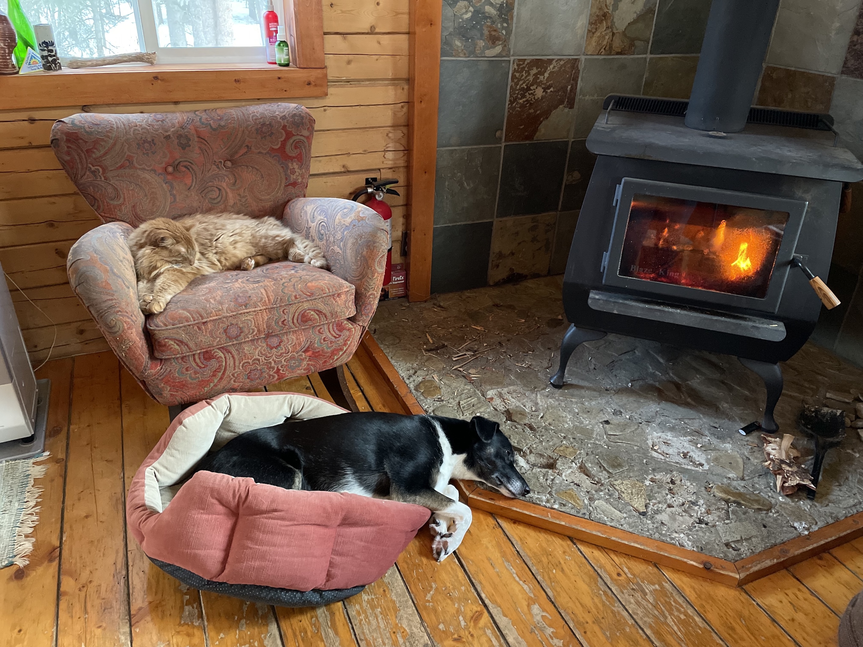 An orange tabby cat sits in a chair, and a dog lies in a dog bed on the floor near a wood stove.