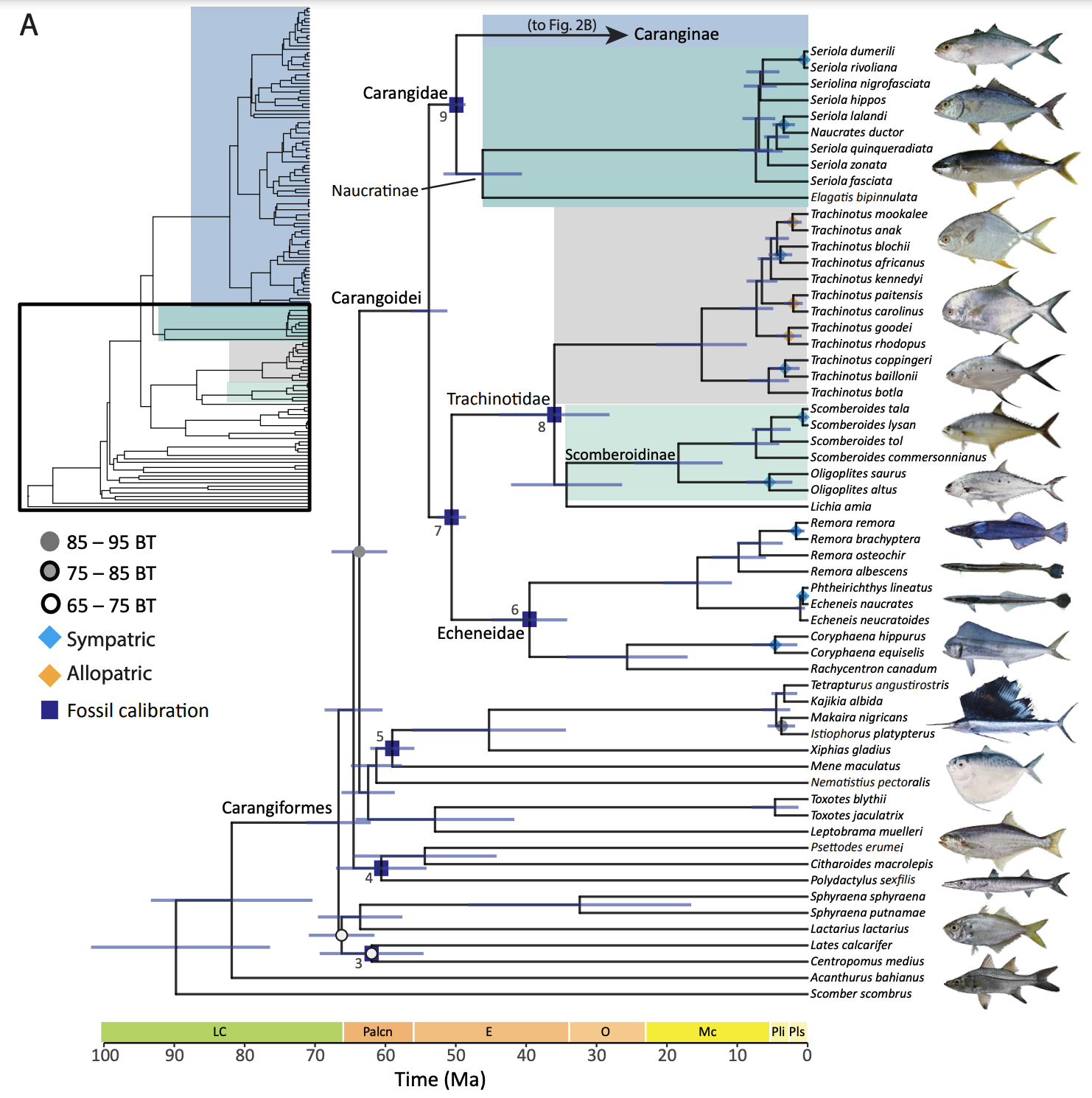 A chart shows related species among carangoid fishes dating back millions of years.