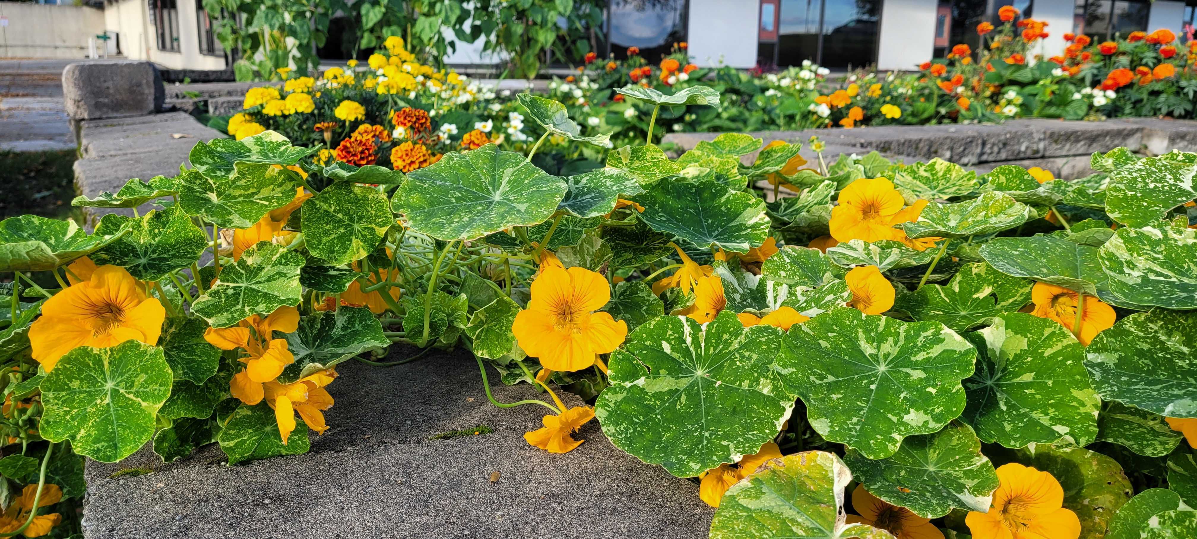 Flowers bloom in one of the garden beds outside the Lola Tilly Commons at the UAF Troth Yeddha' Campus on Sept. 8, 2025.