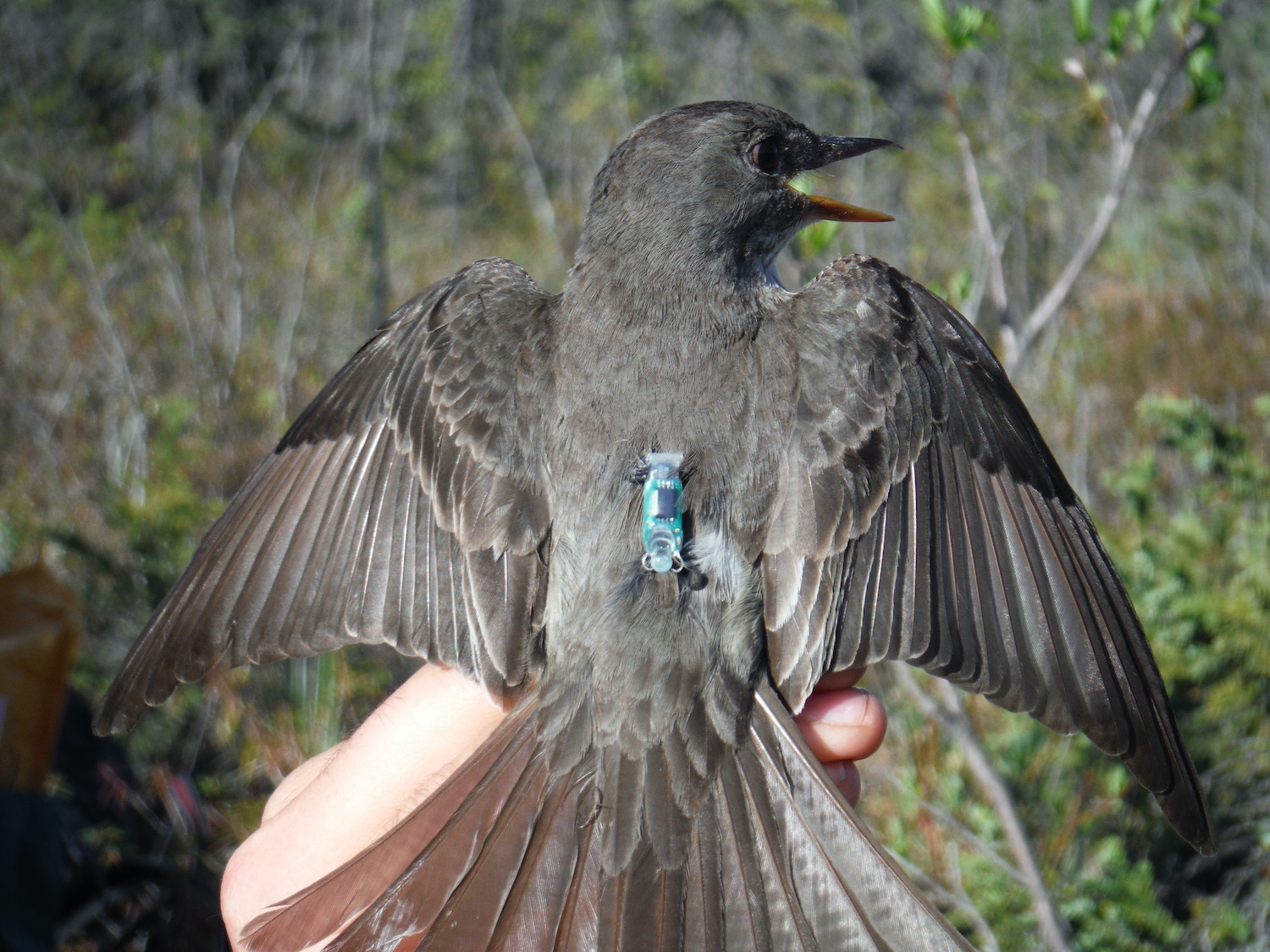 A captured songbird, carrying a small blue geolocator device on its back, spreads its wings.