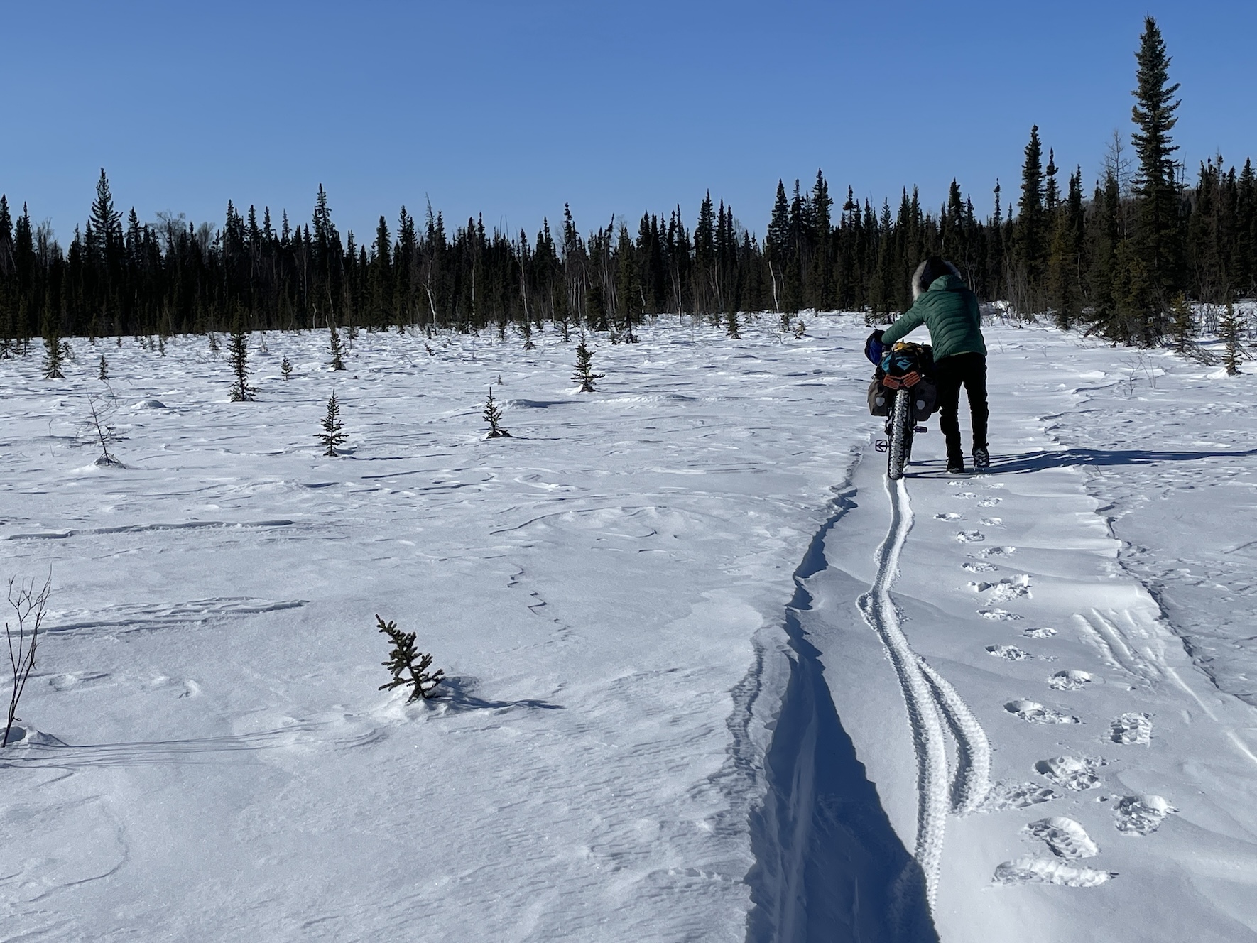 In a snowy field studded with the tops of small spruce trees, a man wearing a hooded parka pushes a bicycle on a trail drifted in with snow. Taller spruce edge the field in the background. 