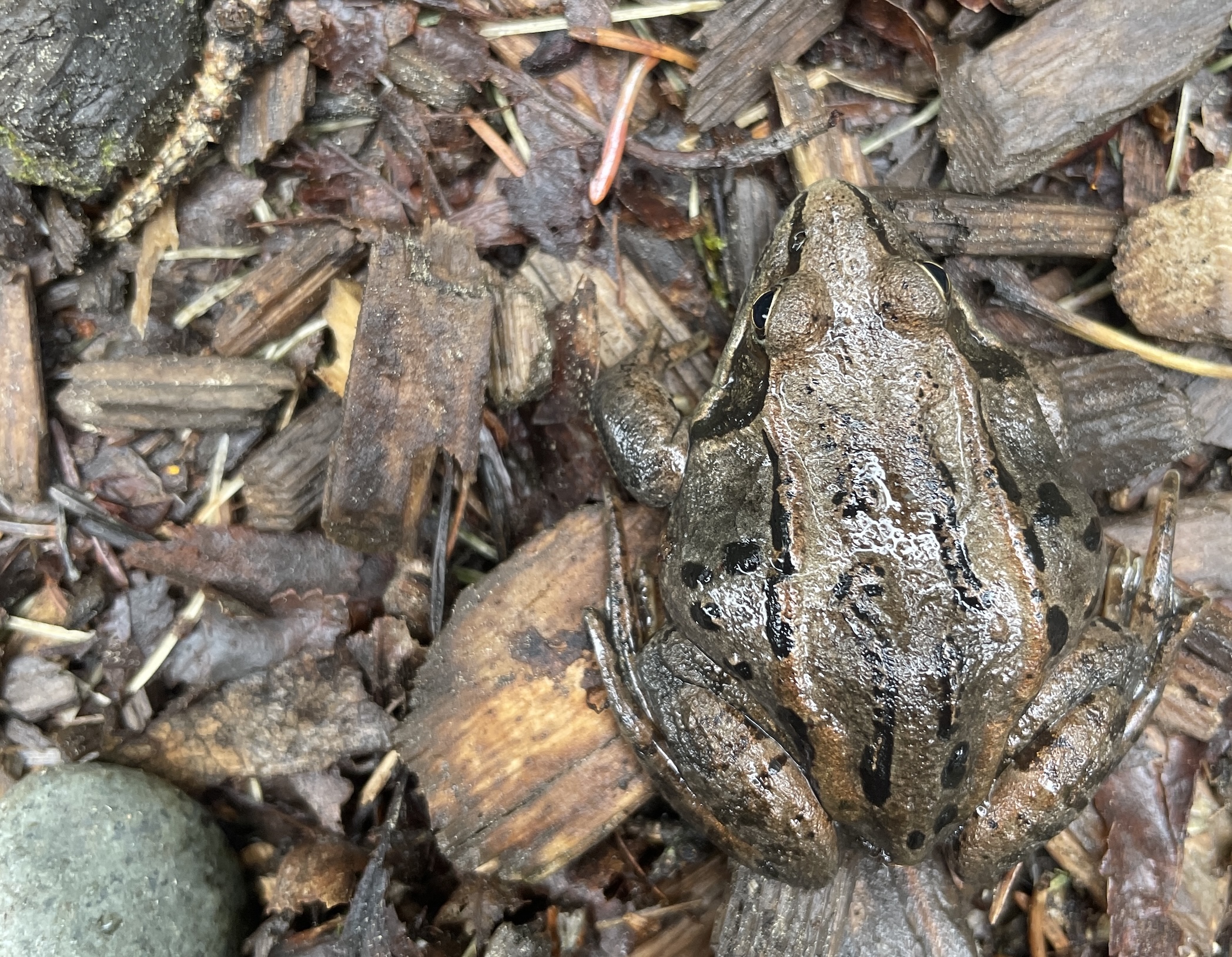 A brown and black frog rests on the forest floor