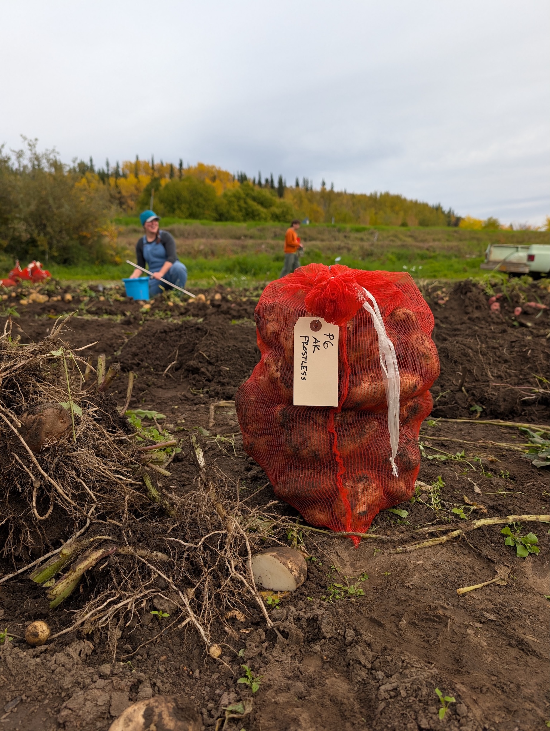 A red bag of potatoes sits in a field with people in the background.
