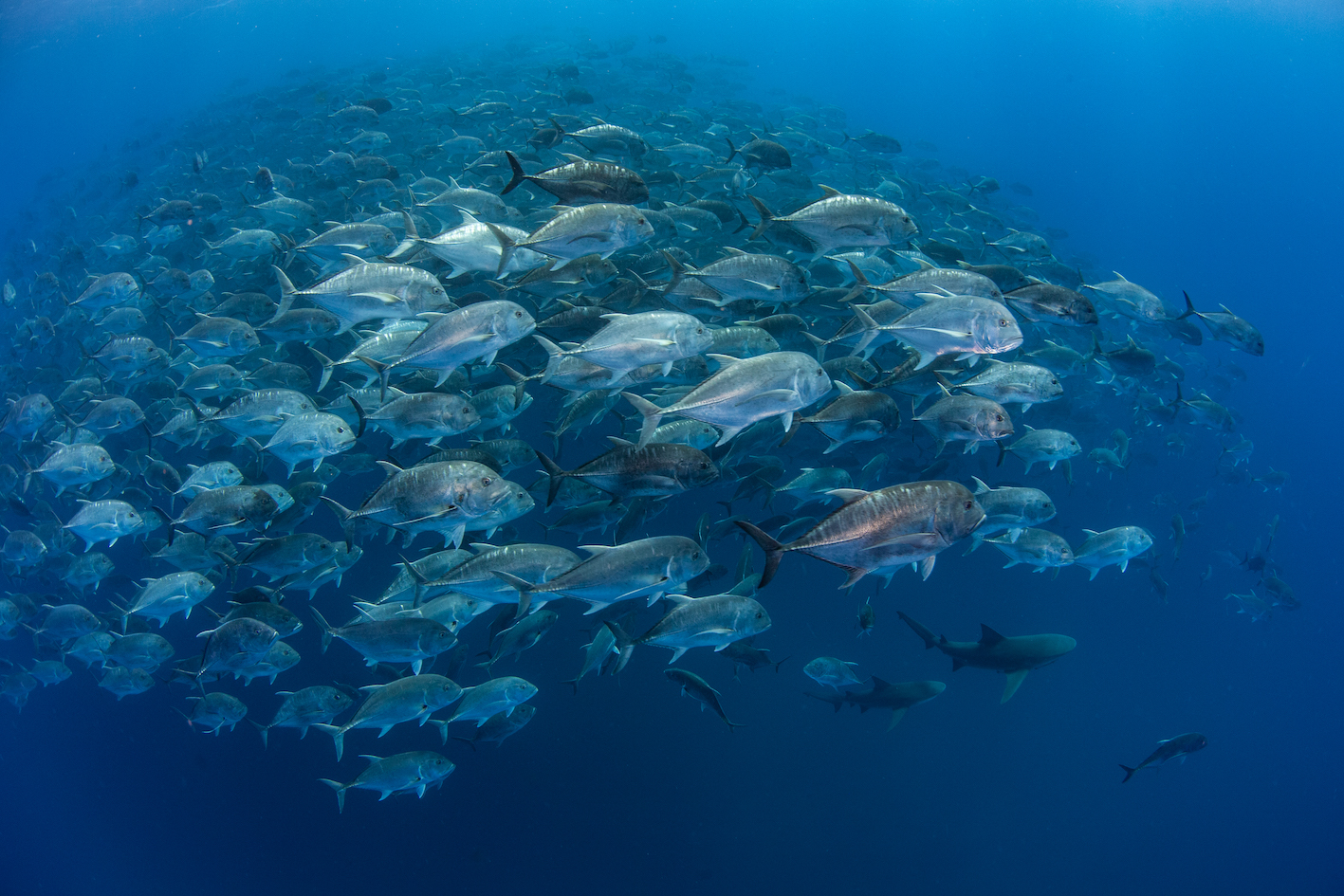 Caranx ignobilis (giant trevally) aggregate off the southern coast of Mozambique