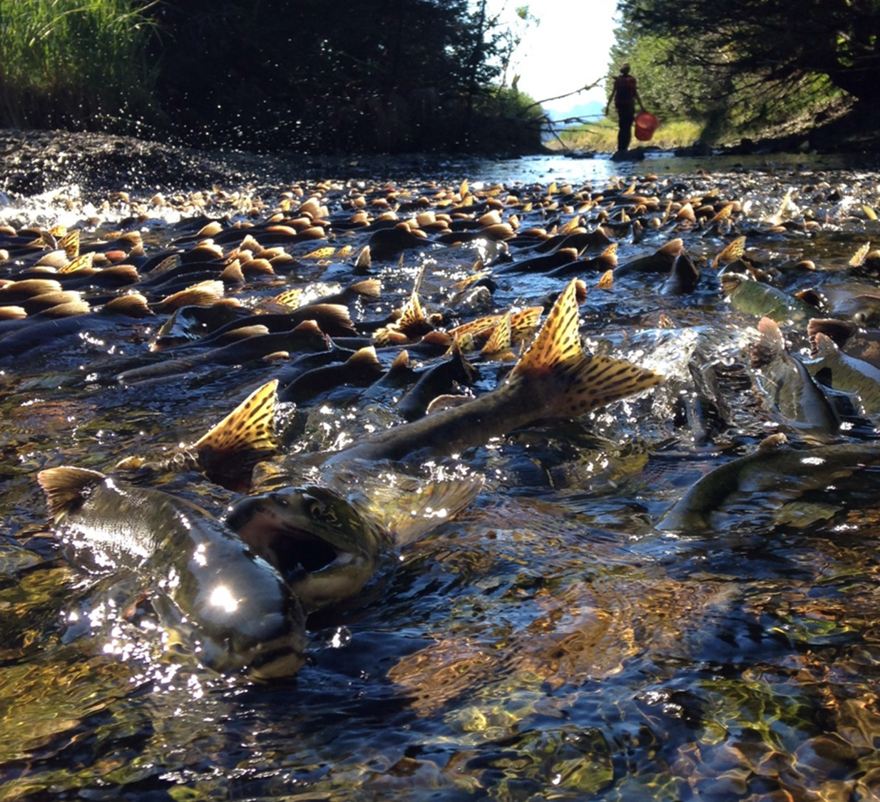 Pink salmon spawn in Gilmour Creek near where it enters Prince William Sound, Alaska, as a field technician works to collect carcasses of dead fish. 