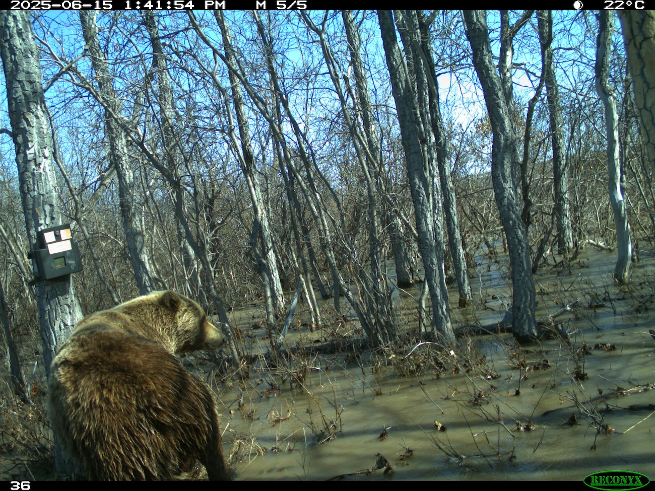 A grizzly bear rubs on a tree, fitted with a game camera, in a grove of poplars. The ground under the trees is flooded with muddy water.