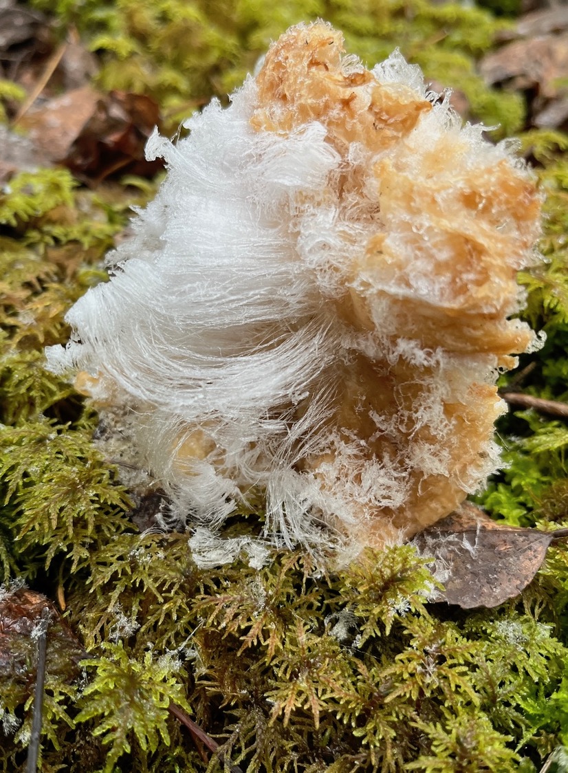 A clump of ice filaments sprouts from mossy ground.