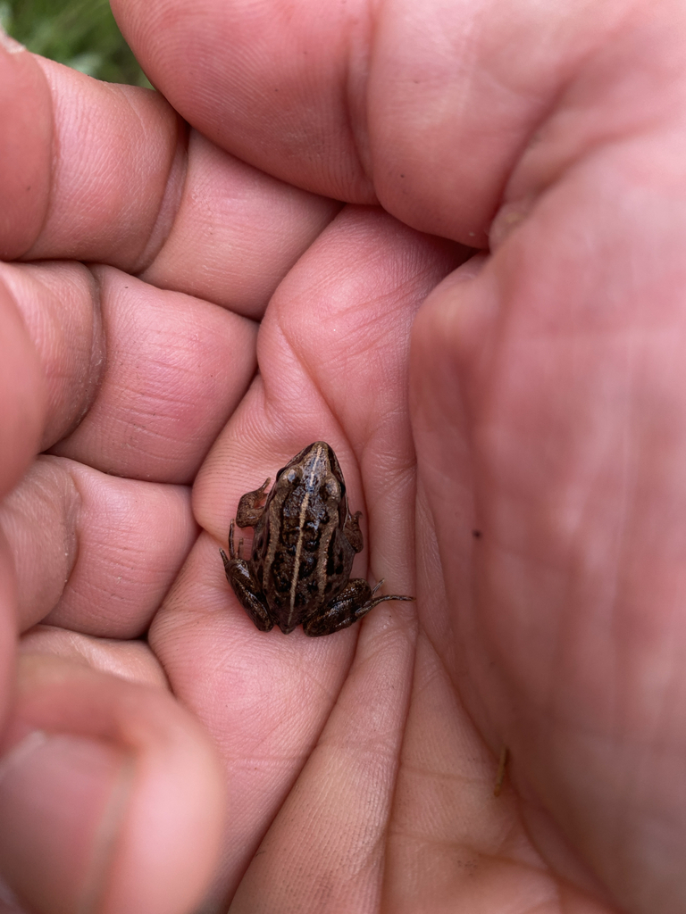 A small brown and tan frog rests in a person's hand