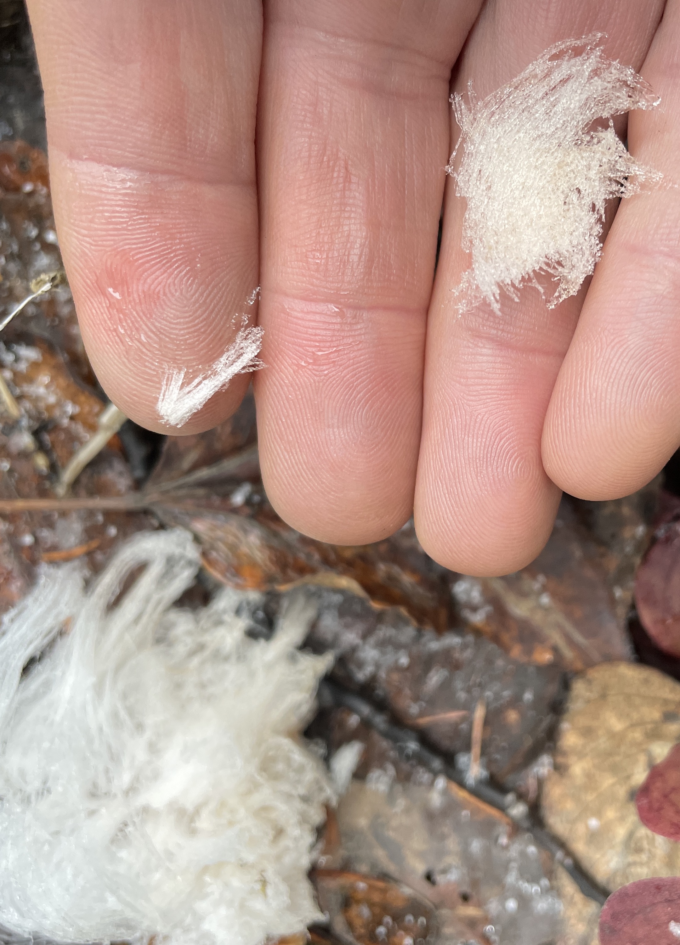 Bunched filaments of ice lie on a person's fingers.