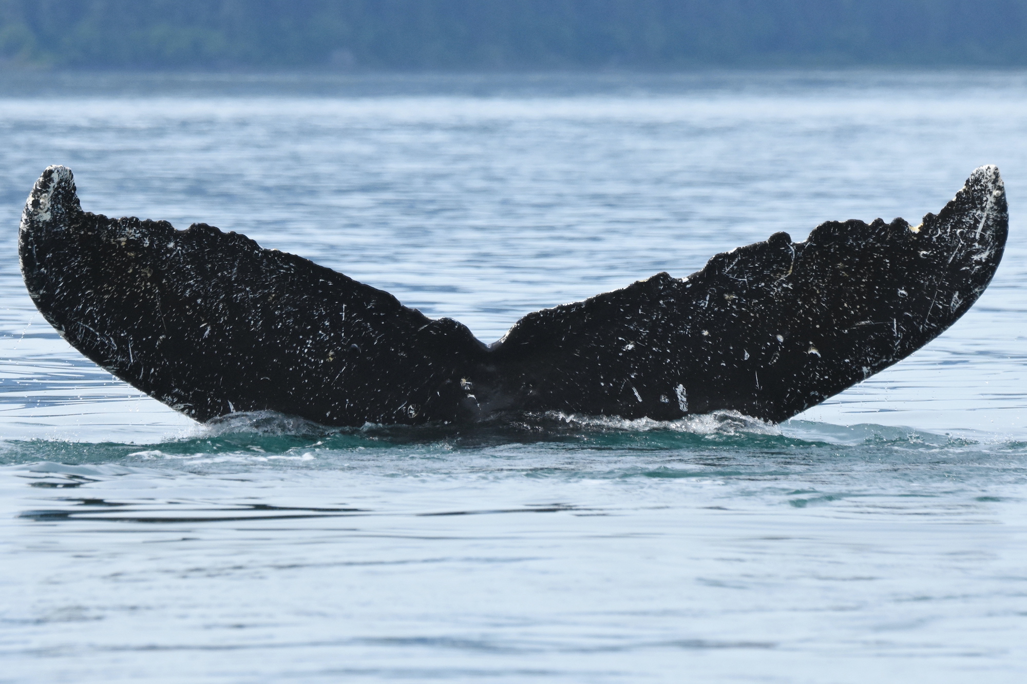A whale fluke breaks the surface of the ocean.