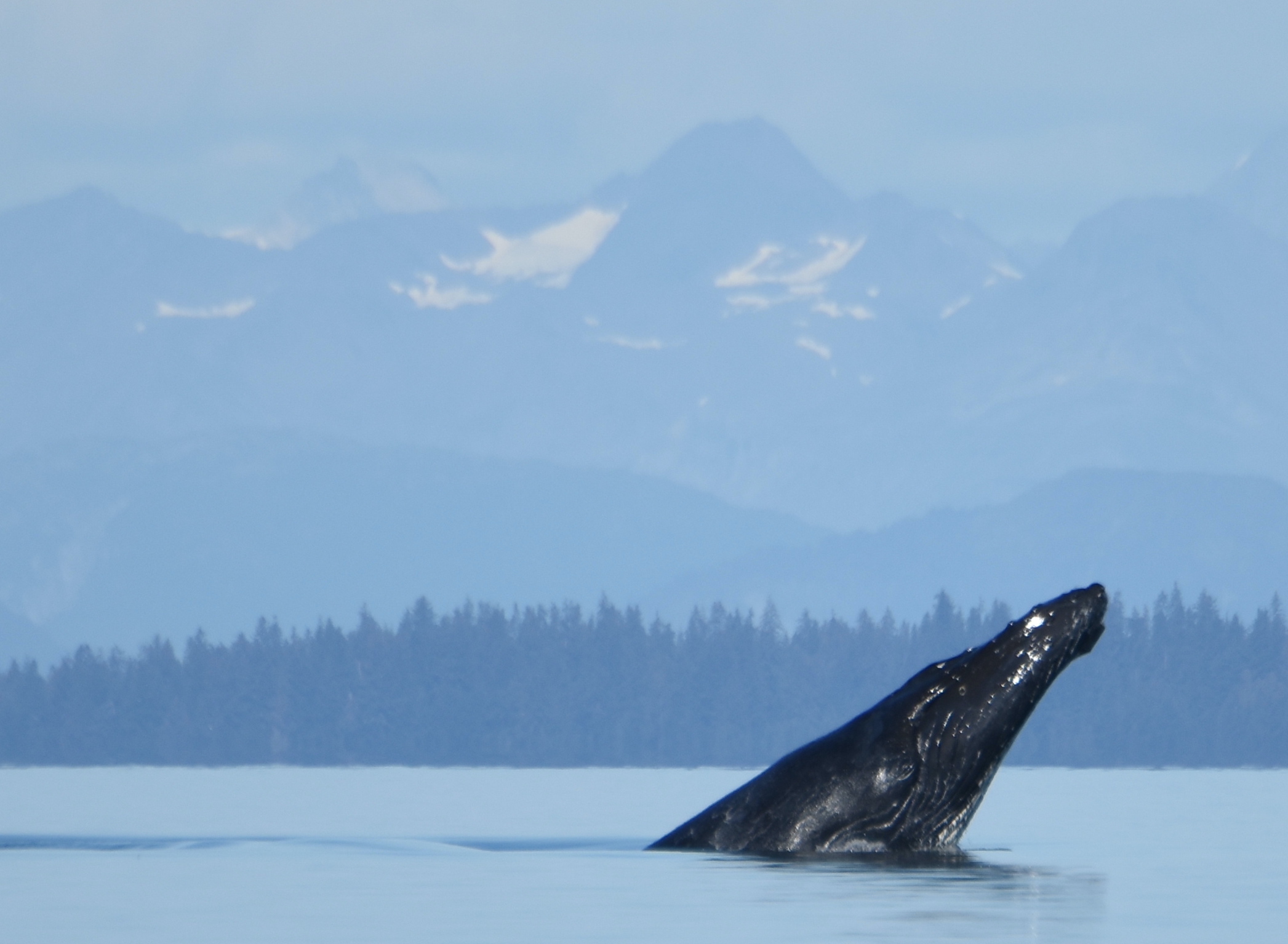 A humpback whale's head emerges from a smooth ocean surface. In the background is a shoreline of evergreens, behind which rise mountains with a few snowfields on their upper slopes.
