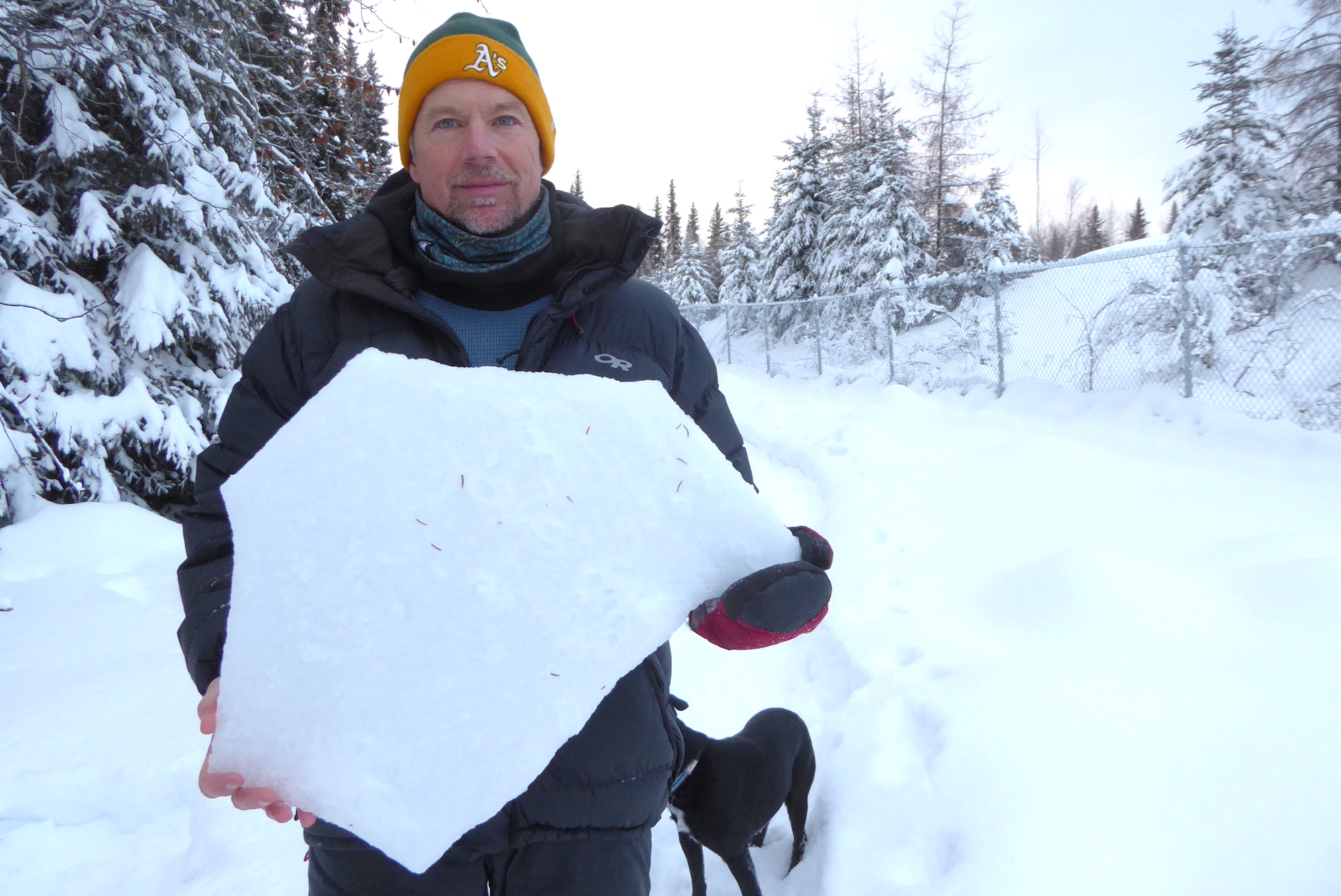 A man in a yellow and green knit cap and parka holds a 2-by-3-foot flat piece of 1-inch-thick snow crust in front of his chest, with his right hand bare and his left mittened. He stands in a snowy landscape with spruce trees to his right and a 6-foot chain-link fence to his left, behind which are spruce and larch trees.