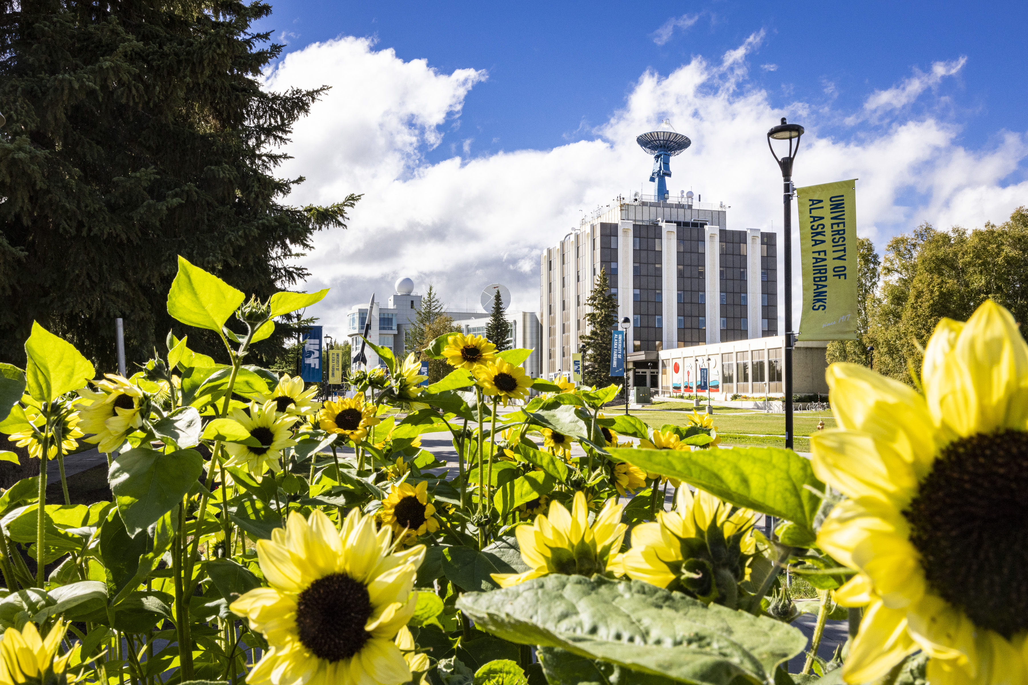 A distant view on a blue-sky day of a large building with a satellite on the roof, with yellow sunflowers in the foreground.