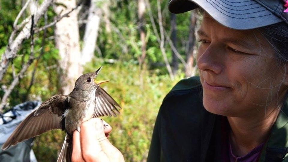 A woman watches an olive-colored songbird flap its wings and open its beak as she holds it by the feet.
