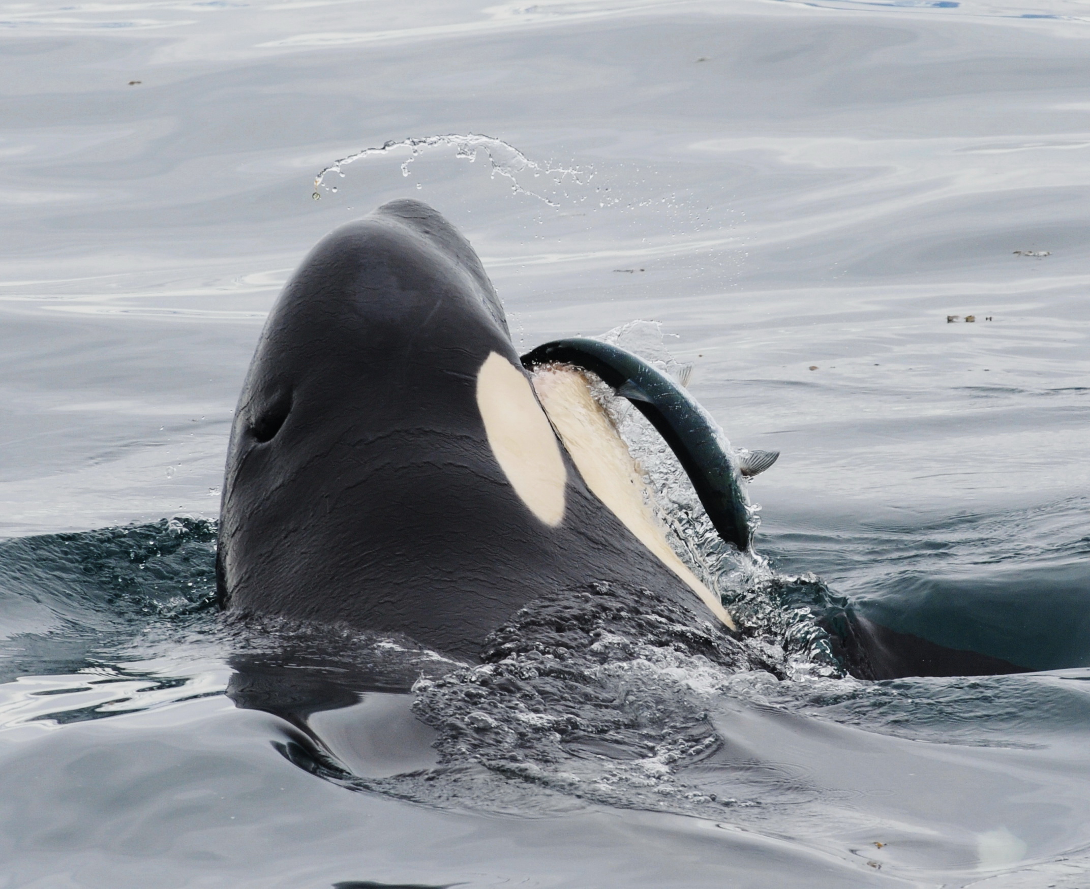 A southern Alaska resident killer whale catches a salmon at the surface. 