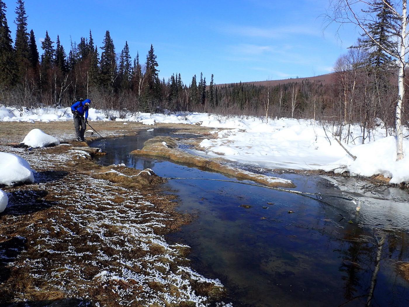 A man pokes a ski pole into a shallow pool of water surrounded by dead grass where heat from the water has melted back the surrounding snow. Spruce forest and a birch-covered hill are in the background.