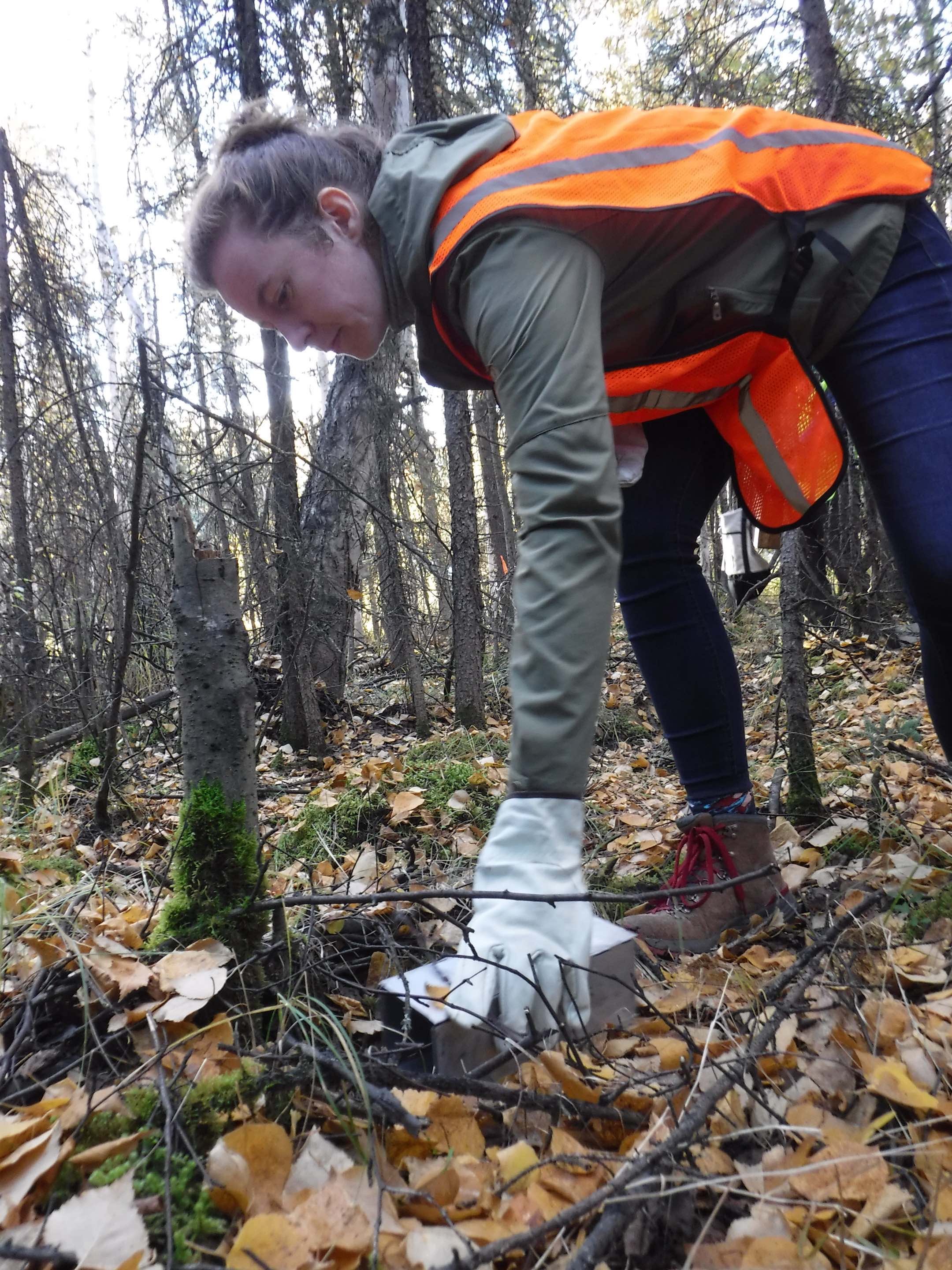 A woman reaches for a small metal live-trap on a leafy forest floor.