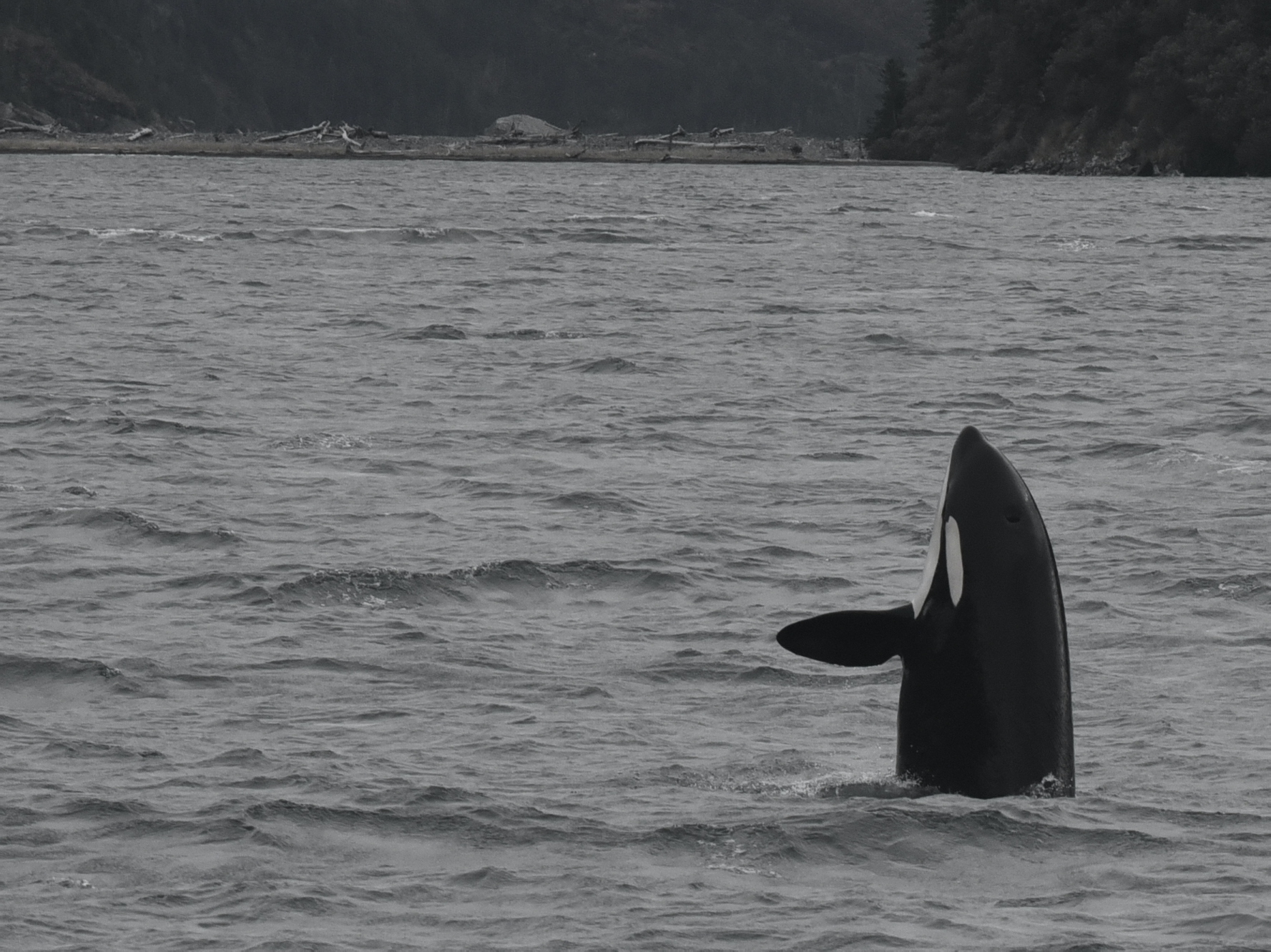 A killer whale rises vertically from a gray, wavy ocean. A gravel beach strewn with driftwood and a steep wooded shoreline form the background about a quarter-mile away.
