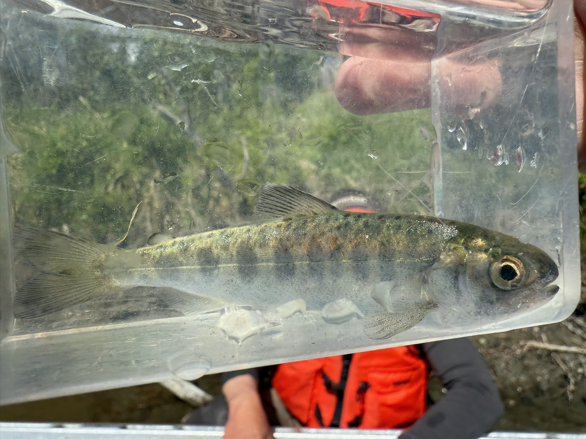 A newly captured juvenile king salmon rests in a viewing box container, which allows researchers to identify fish species and measure their size.