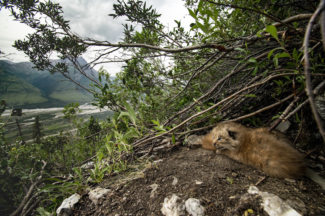 Two lynx kittens huddle on a patch of dirt under willow brush with a view across a mountain valley.
