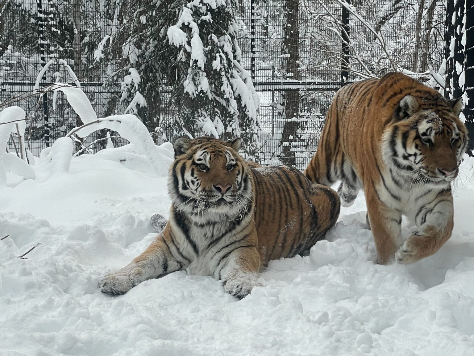 One tiger lies down and another walks inside a snowy pen.