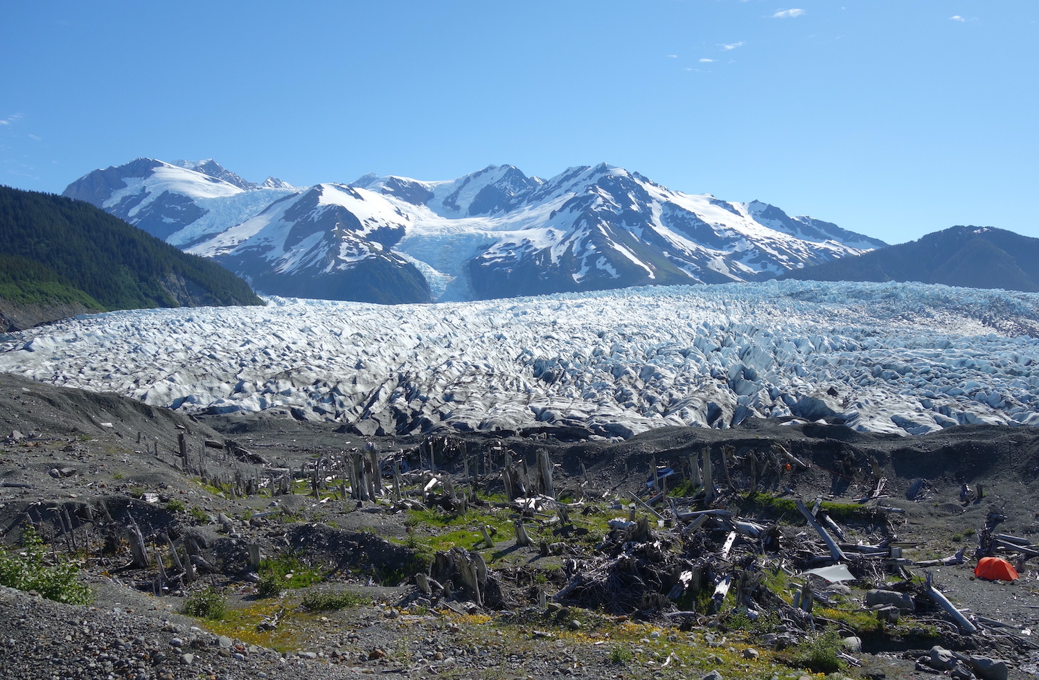 A rugged glacier and mountains rise above a expanse of gravel studded with old tree stumps.