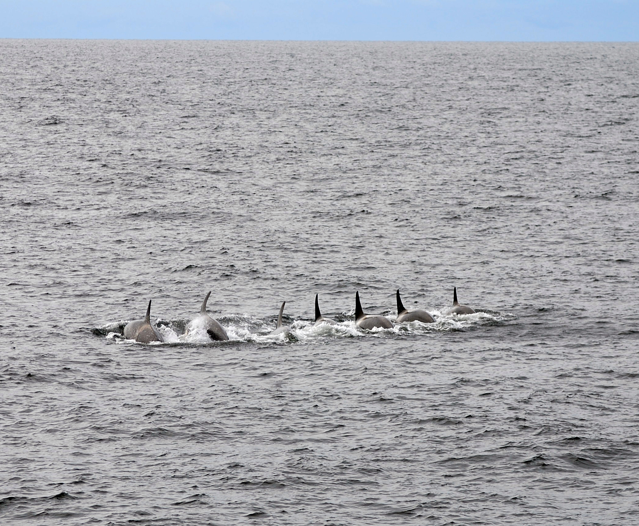 A line of killer whales swims in the Bering Sea, as viewed from the deck of a trawl vessel.