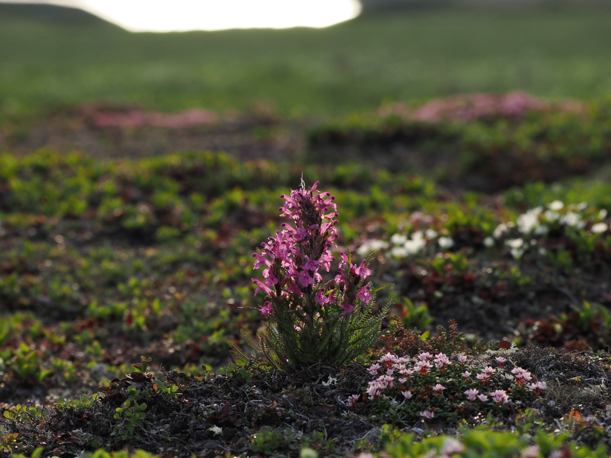 Pink lousewort blooming in an alpine tundra landscape.