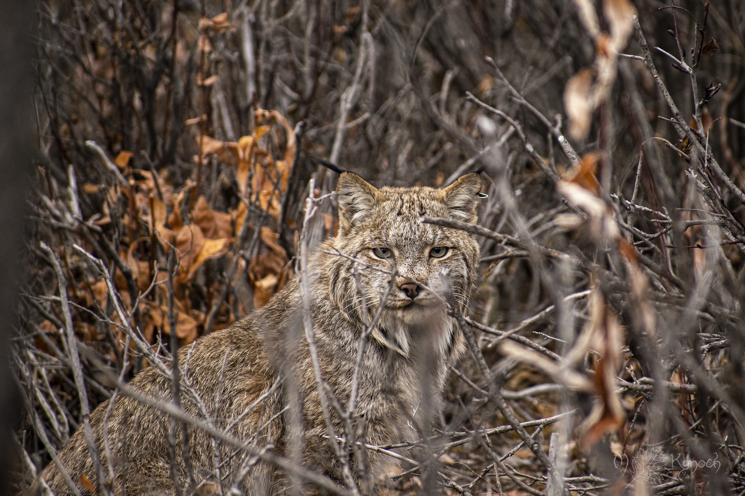 A lynx sits in brush, watching the photographer.