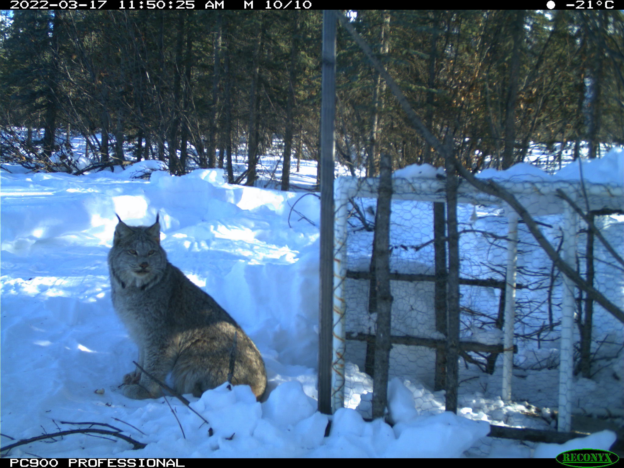 A lynx sits in the snow outside an enclosure made of chicken wire and wood, within a spruce forest