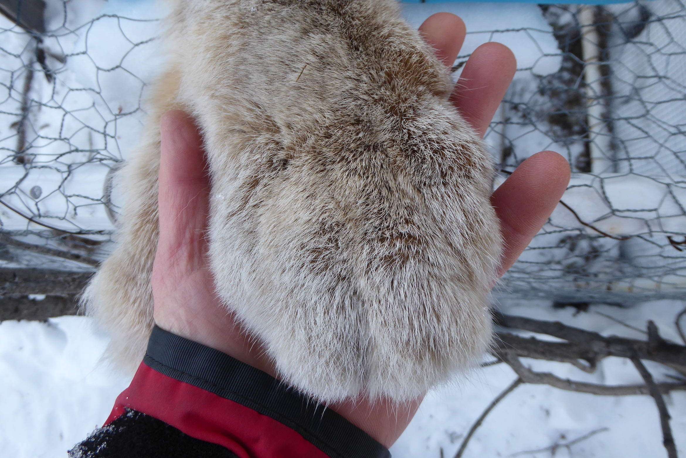 A lynx paw, sporting white guard hairs and light tan underfur, covers most of a person's hand and fingers. 