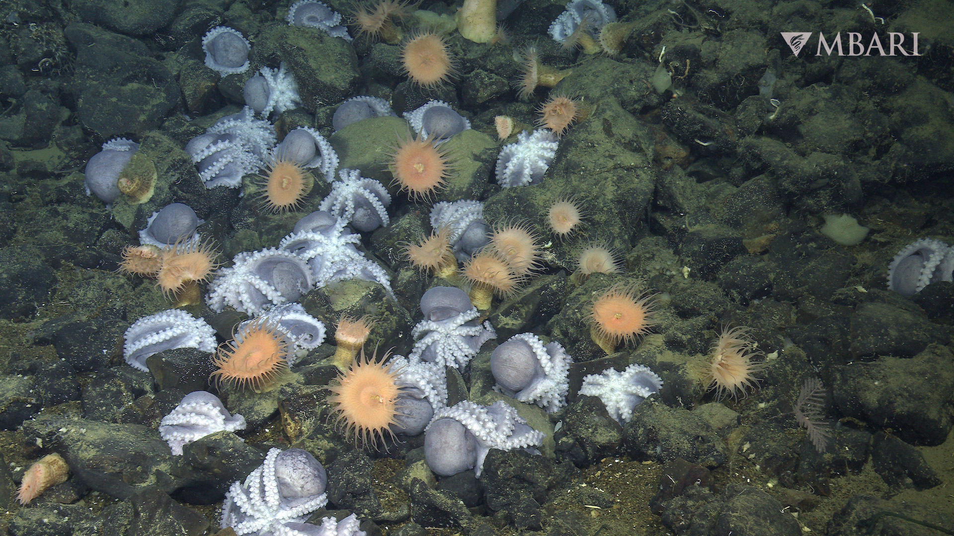 An aggregation of female pearl octopus (Muusoctopus robustus) nesting at the Octopus Garden, located near Davidson Seamount off the Central California at a depth of approximately 3,200 meters.