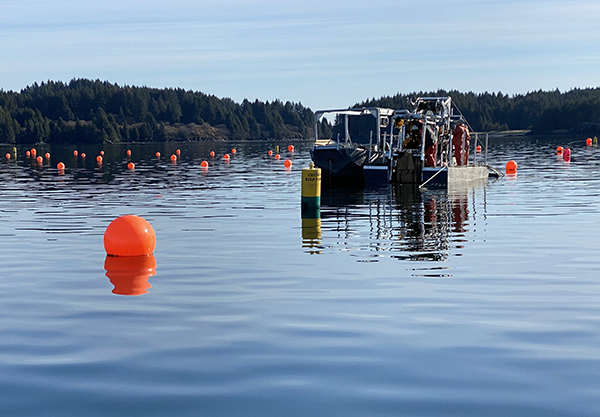 Kelp farm. Photo by Michael Stekoll. 