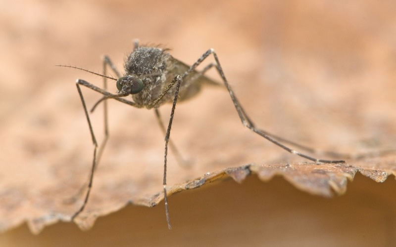 A mosquito stands on the edge of a golden leaf, in a close-up photograph that reveals the insect's