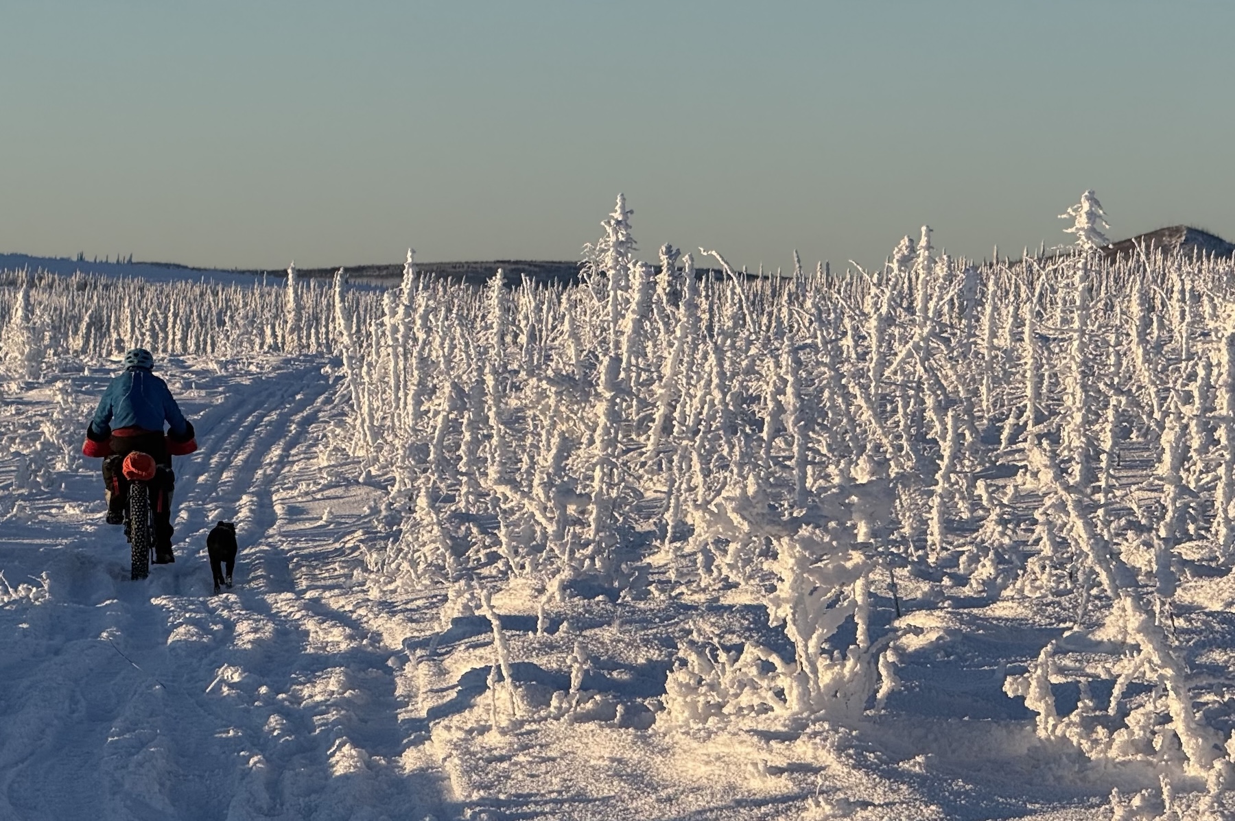 A person rides a fat-tired bicycle on a rutted snowy trail through small snow-covered evergreens. A small black dog trots next to the bike.