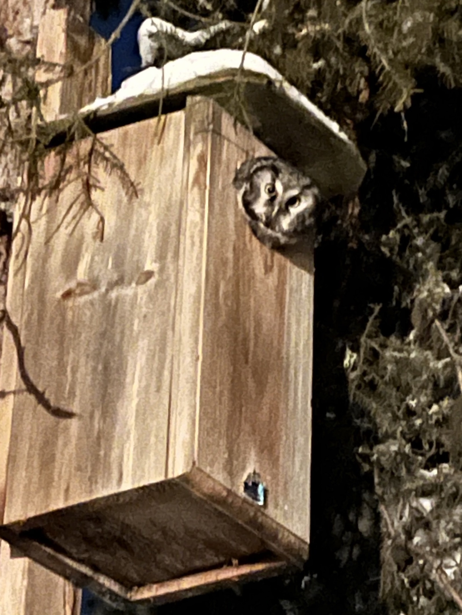 An owl peers out of a wooden nest box attached to a spruce tree. Snow sits on the roof of the box.